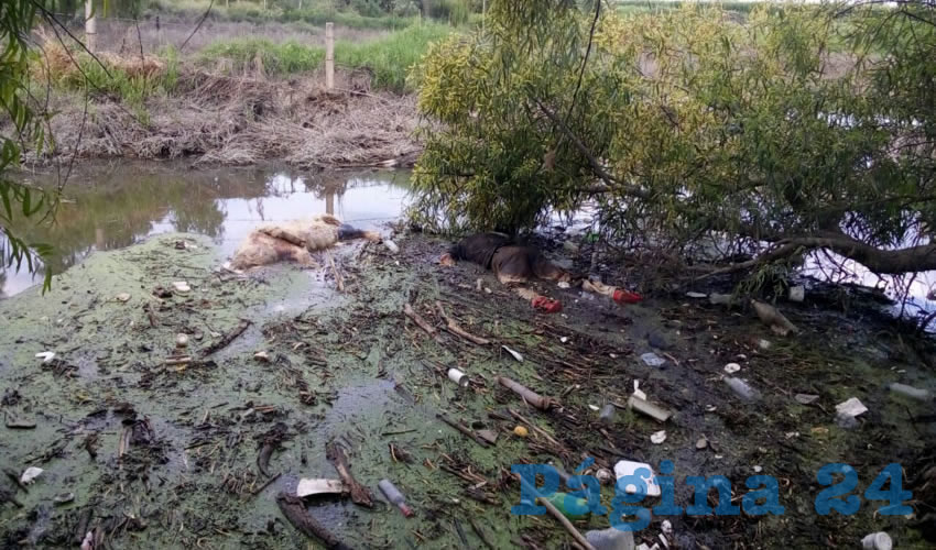 El cuerpo del sujeto se encontraba muy cerca de una vaca muerta