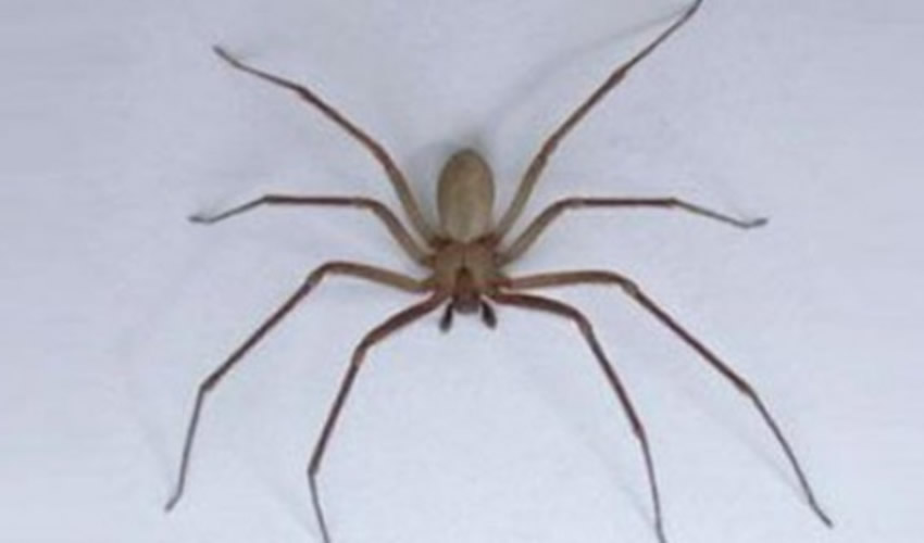 La “araña de rincón” o “araña violinista” (Loxosceles laeta), suele esconderse en grietas y rincones de difícil acceso