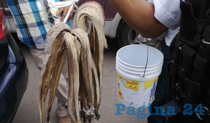 Las pieles que vend&iacute;a Juan Lucio