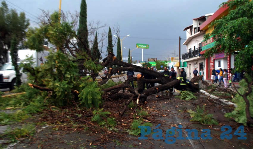 El añejo árbol causó daños a un automóvil Volkswagen Jetta