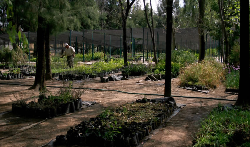 En la fase de receso se dará mantenimiento integral a la infraestructura de los viveros y a las áreas de desarrollo de las plantas