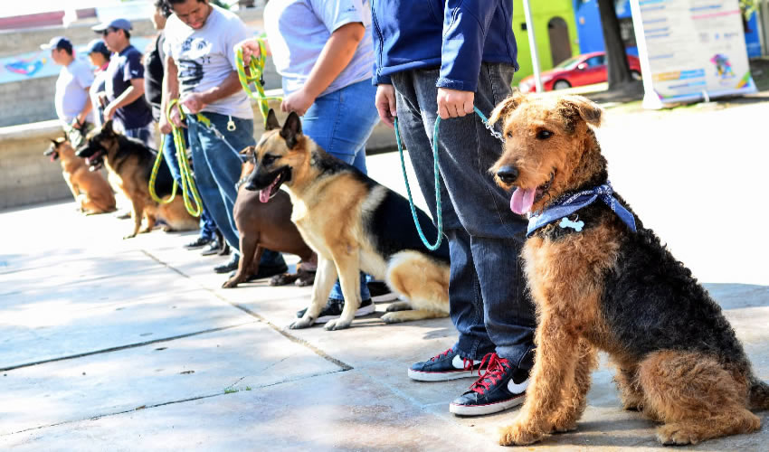 Seis de cada 10 animales de compa&ntilde;&iacute;a son entregados por sus propios due&ntilde;os al Departamento de Salud y Bienestar Animal