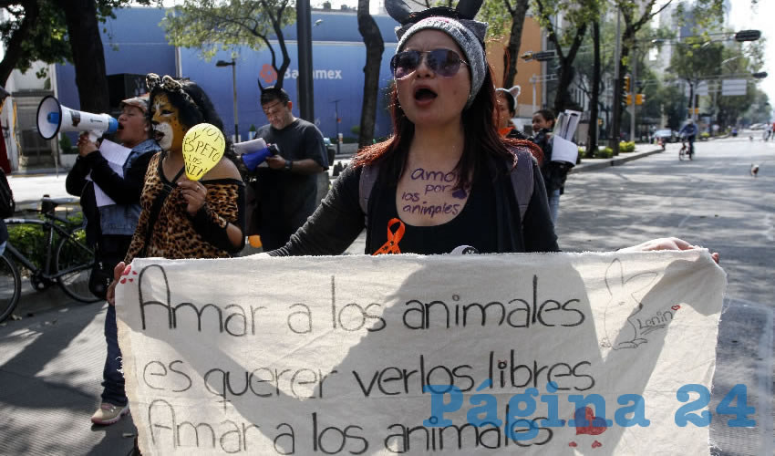 Aunque se reconocen los derechos de los animales y se condena y castiga el maltrato animal en Jalisco, deben de cambiar algunos artículos para que se pueda lograr un verdadero “bienestar” animal/Foto: Cuartoscuro