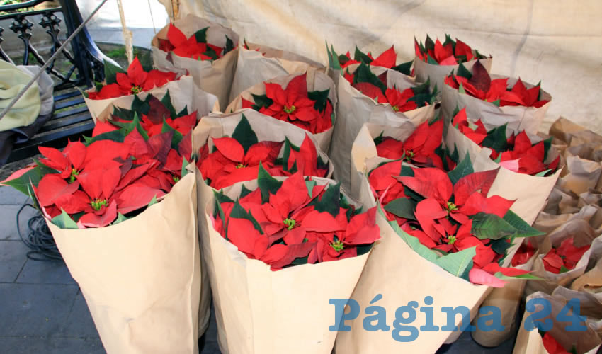 Esta flor, es originaria de nuestro país, y es uno de los productos más importantes dentro del tema de plantas ornamentales en el país, y su belleza y color hacen que sea de suma importancia para los hogares de los mexicanos en esta temporada decembrina (Foto: Rocío Castro Alvarado)