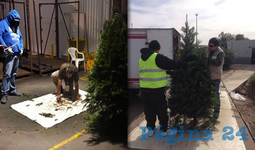 Profepa retornó 15 mil 621 árboles de navidad importados desde Estados Unidos