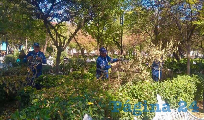 Se toman medidas para combatir los estragos que las bajas temperaturas han ocasionado en el follaje de &aacute;rboles y plantas