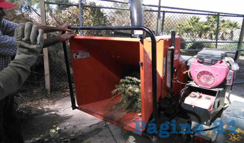 Se habilitaron las instalaciones de los centros Rodolfo Landeros Gallegos y Cedazo para el acopio de los arbustos