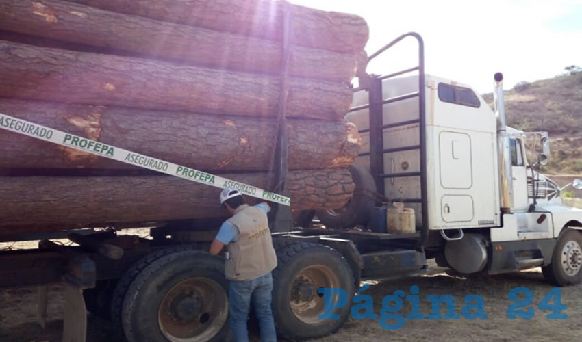 Personal de la Procuraduría de Protección al Ambiente realizó el operativo en la colonia Las Golondrinas, en Colotlán, donde tres camiones de carga transportaban el recurso forestal/Fotos: Cortesía 