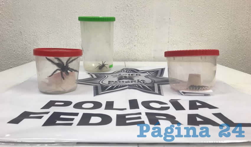Uno de los bichos encontrados en el aeropuerto