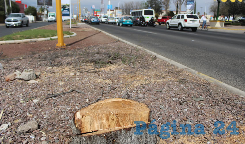 En el caso de la obra en avenida Universidad y bulevar Luis Donaldo Colosio, se retiran 150 árboles, que serán reforestados con 465 (Foto: Eddylberto Luévano Santillán)
