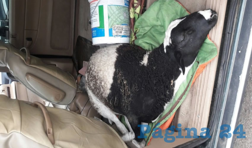 Policías recuperaron el animal y atraparon al trío de pillos