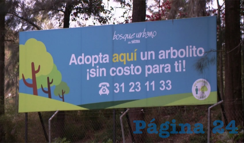 La asociación civil Extra no debe seguir en su proyecto de vivero urbano en Los Colomos, ya que el área verde está protegida por la ley de Jalisco y su usufructo está prohibido, algo que debiera tomar en cuenta el gobernador Aristóteles Sandoval para revocar la concesión a la AC, tronaron defensores del bosque/Foto: Archivo Página 24