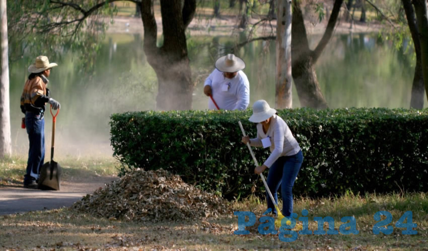 Únicamente se reducirá la altura y el peso de los árboles, de ninguna manera serán retirados