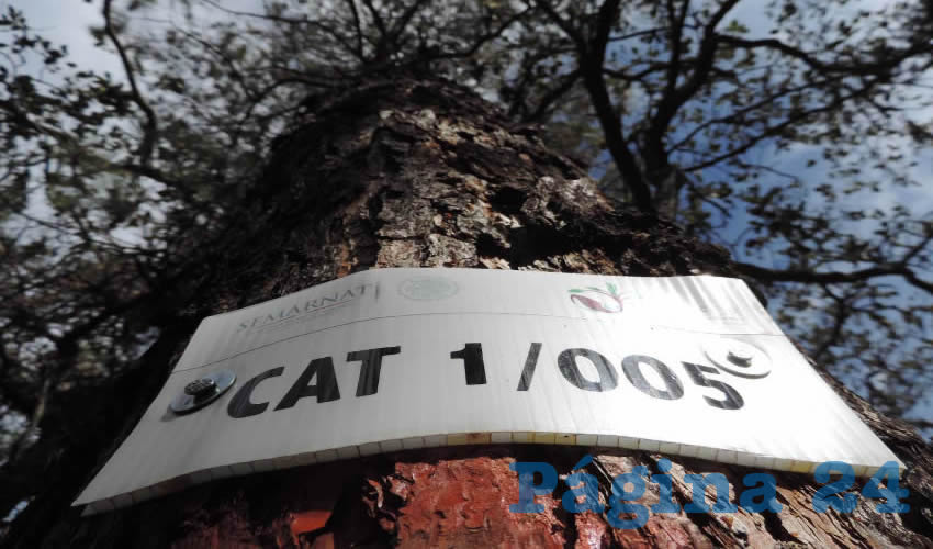 El predio particular El Pel&oacute;n, en Aguascalientes, con la especie pino (Pinus leiophylla) tiene una superficie de 15 hect&aacute;reas con 104 &aacute;rboles seleccionados