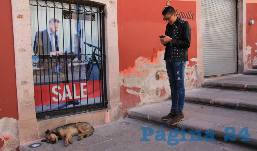 Tan sólo durante 2016 se atendieron a casi mil 700 animales, casi 200 atenciones mensuales de canes abandonados. (Foto: Rocío Castro Alvarado)