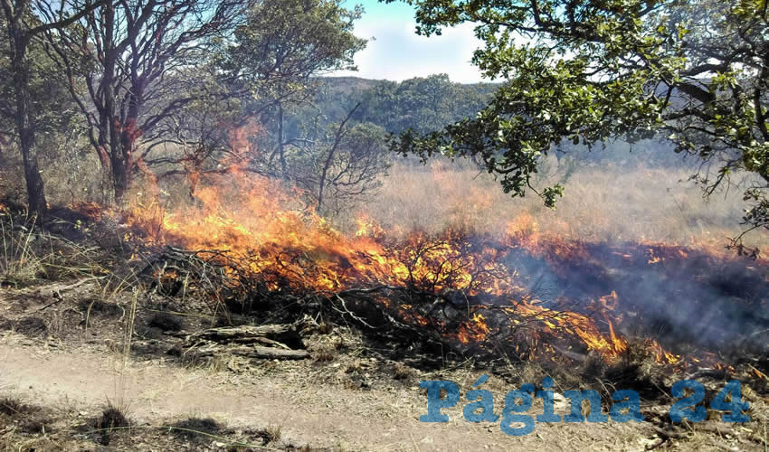 Con la quema prescrita se redujo 40 por ciento de material combustible