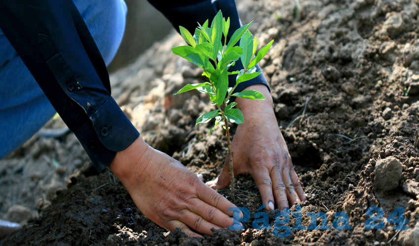 Durante marzo se realizar&aacute;n labores de reforestaci&oacute;n en siete espacios
