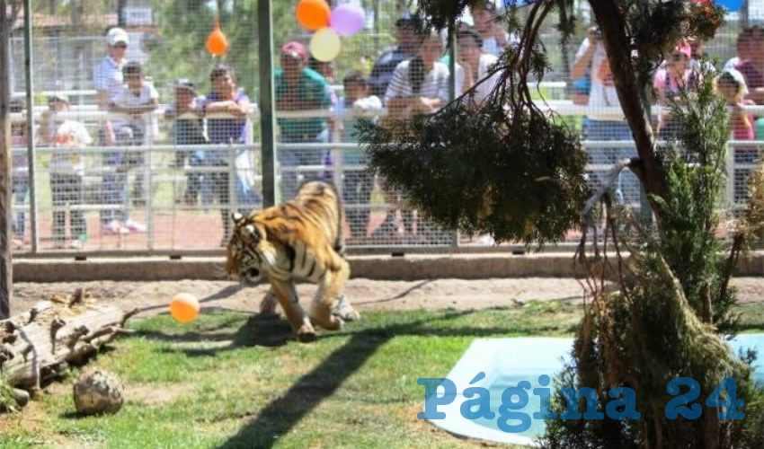 Personal del área de zoología del lugar desarrolla las actividades de enriquecimiento ambiental