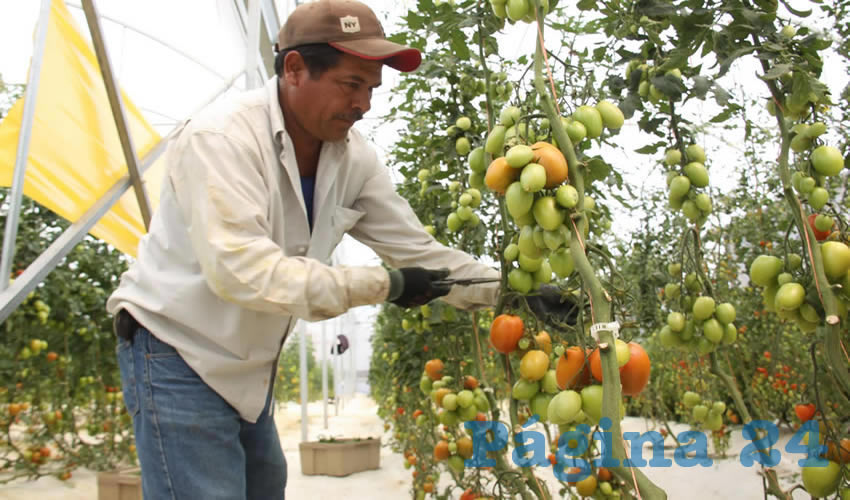 Licenciados en Agronegocios de la UAA están capacitados para responder a la industrialización e internacionalización del sector primario