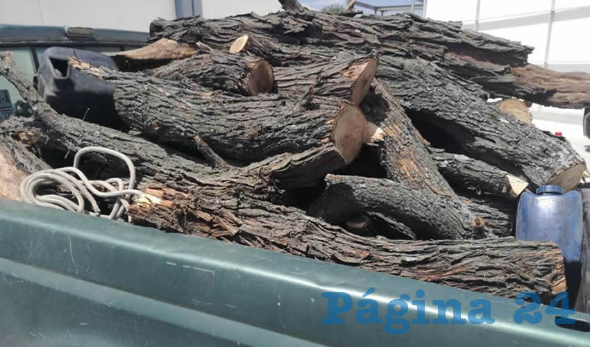 Varios troncos de mezquites le decomisaron a los taladores