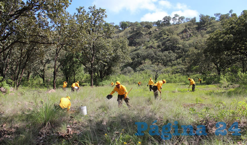 Las 30 mil 500 hectáreas que forman parte del área natural protegida han sido resguardadas de manera positiva, lo que ha permitido que especies de fauna como el puma o el águila real habiten la zona, indicó Marciano Valtierra, director del OPD Bosque La Primavera/Fotos: Francisco Andalón López