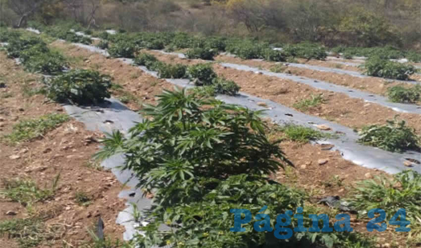 Fueron encontradas 25 planas de cannabis