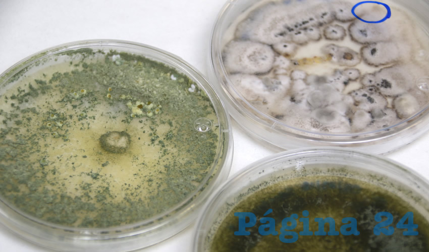 Diversos insectos que transmiten organismos infecciosos se han vuelto más resistentes