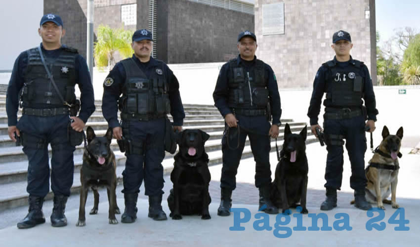 Grupo especial de la Unidad Canina perteneciente a la Secretaría de Seguridad Pública del Municipio de Aguascalientes