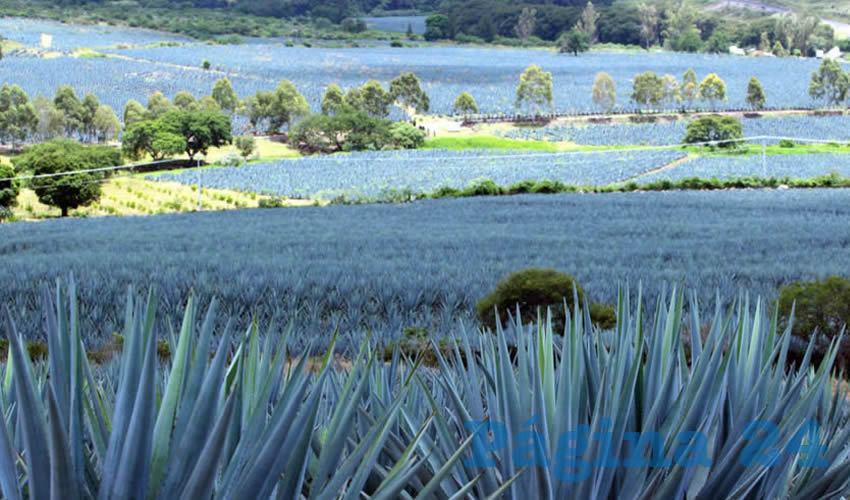 La industria tequilera se comprometería a continuar con las medidas necesarias para evitar la propagación de coronavirus/Foto: Especial