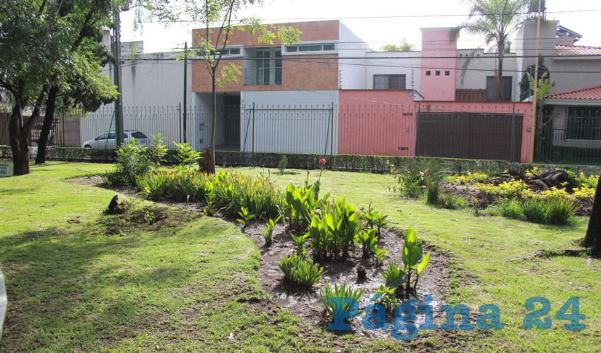 Mediante un adecuado plan de reforestación, la Dirección de Parques y Jardines ha logrado, del 19 al 24 de julio, la plantación de 840 árboles