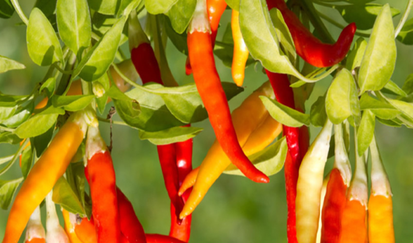 “Al igual que en los humanos, las plantas tienen una microbiota asociada. Si la planta está sana generalmente es porque tiene una microbiota adecuada que la defiende de enfermedades y la hace más productiva”, explicó investigador del proyecto/Foto: Cortesía