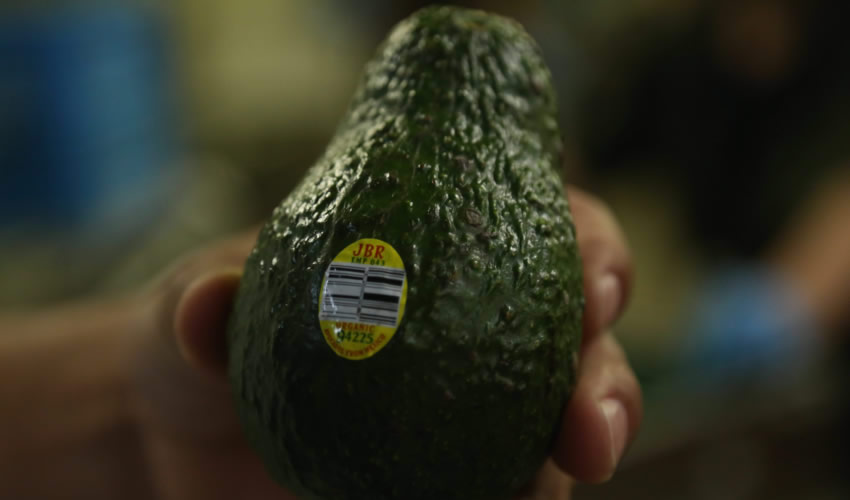 El aguacate fortalece diferentes órganos y tejidos por su contenido de grasas monosaturadas