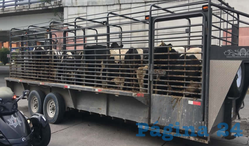 En un remolque eran transportadas 12 vacas