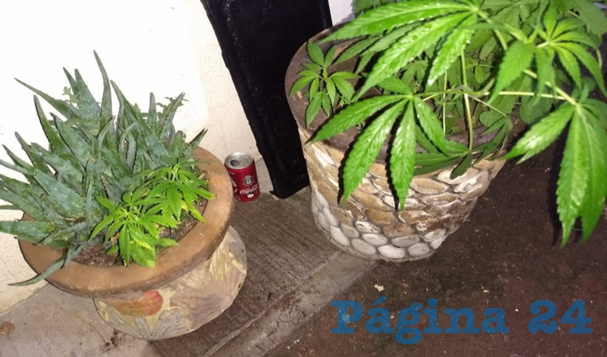 La cannabis decomisada a Juan Jos&eacute; &ldquo;N&rdquo; &ldquo;N&rdquo;