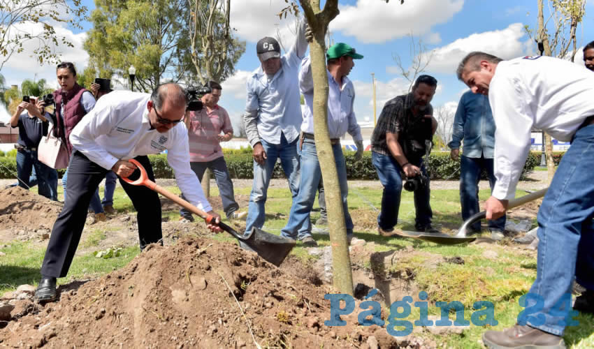 Mil árboles de entre seis y ocho metros de altura serán plantados para crear y consolidar nuevas áreas verdes en la ciudad
