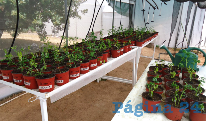 Se llevó a cabo un proyecto de investigación básica con la finalidad de obtener injerto entre plantas de chile y papa