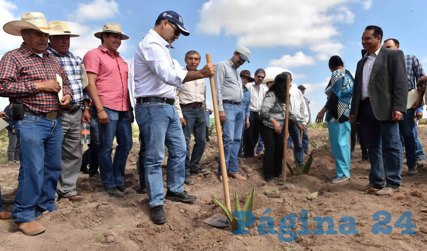 Durante una gira de trabajo por el municipio de El Llano, MOS destacó que esta plantación es parte del Programa de Reconversión Productiva
