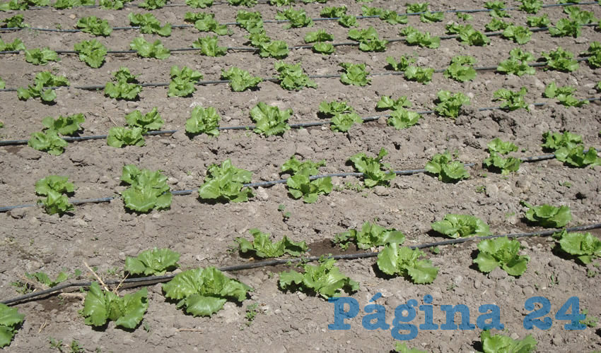 El gobernador del Estado, Martín Orozco Sandoval, instruyó al secretario de Desarrollo Rural y Agroempresarial para que se apoye a productores en la tecnificación de riego en el campo