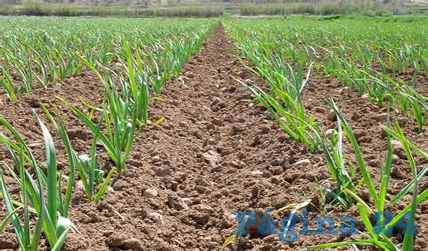 El ajo que se produce en Aguascalientes es muy cotizado en Europa