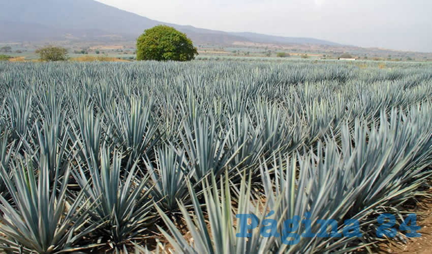 Mezcaleros de Aguascalientes est&aacute;n dispuestos a llegar hasta las &uacute;ltimas instancias
