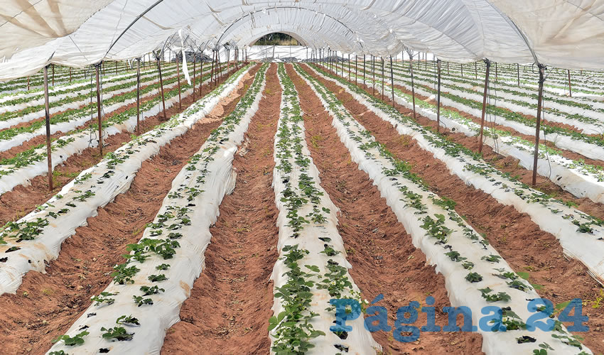 El gobernador del Estado, Martín Orozco Sandoval expresó que el campo de Aguascalientes es un sector prioritario