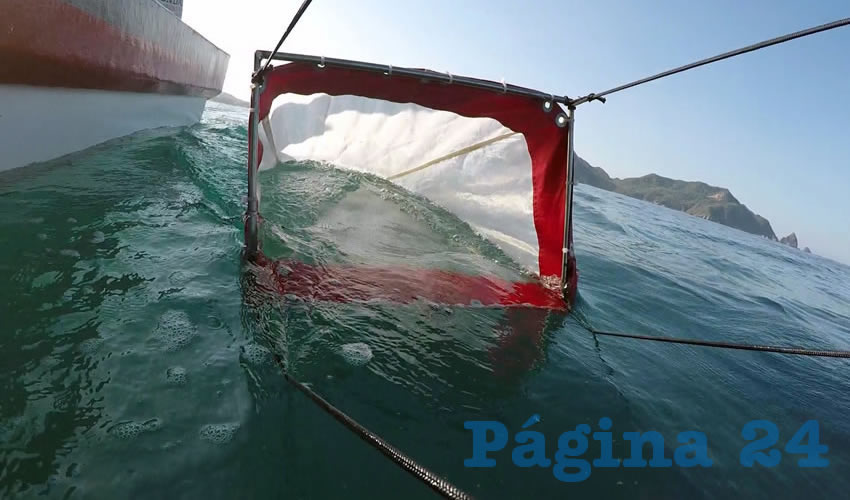 Al estar en contacto con los microplásticos, algunas especies marinas podrían estar transfiriendo fibras a los organismos más grandes que los ingieren, entre ellos a los humanos, por lo cual con esto también estarían traspasando los contaminantes que contienen/Fotos: Cortesía