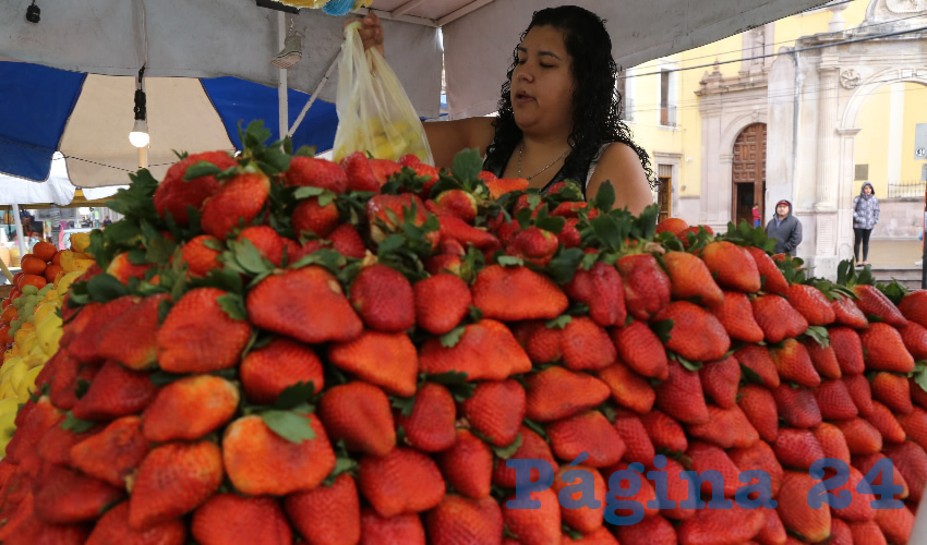 Aguascalientes produce tres mil 300 toneladas al año de fresa (Foto: Eddylberto Luévano Santillán)