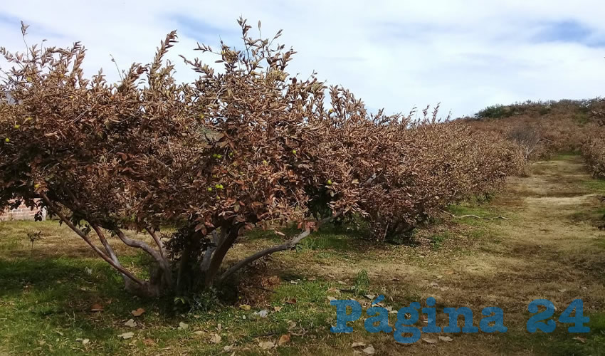 Huertos de guayabas en Calvillo permanecer&aacute;n