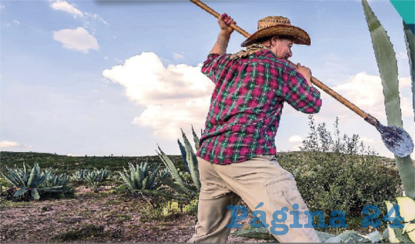 Continúa litigio por la denominación de origen del mezcal