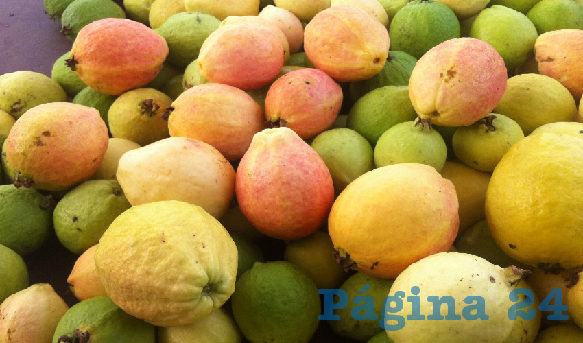 La guayaba que se cosecha en Aguascalientes, es más fuerte y con un sabor agridulce muy agradable al paladar
