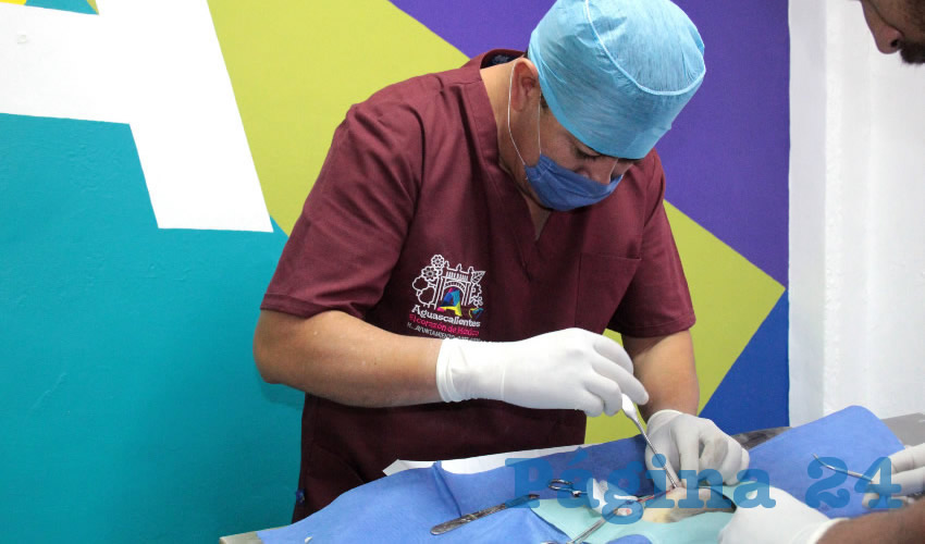 Debido a la alta demanda se amplió la cobertura a 290 esterilizaciones, 50 más de lo que se tenía previsto