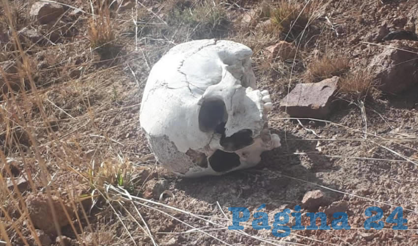 Cráneo humano encontrado