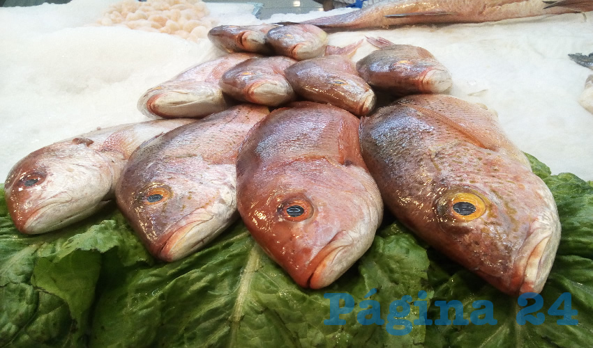 Pescado de mares y océanos de México es el que se vende en el mercado Terán (Foto: Juan Fernando Reyes Ortega)