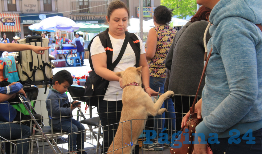 Este proyecto, se inició con el gobierno de Ulises Mejía Haro, al frente del municipio de Zacatecas, quien ha desarrollado el Mascota Fest, en las inmediaciones de la Plaza Bicentenario durante algunos fines de semana (Foto Rocío Castro Alvarado)